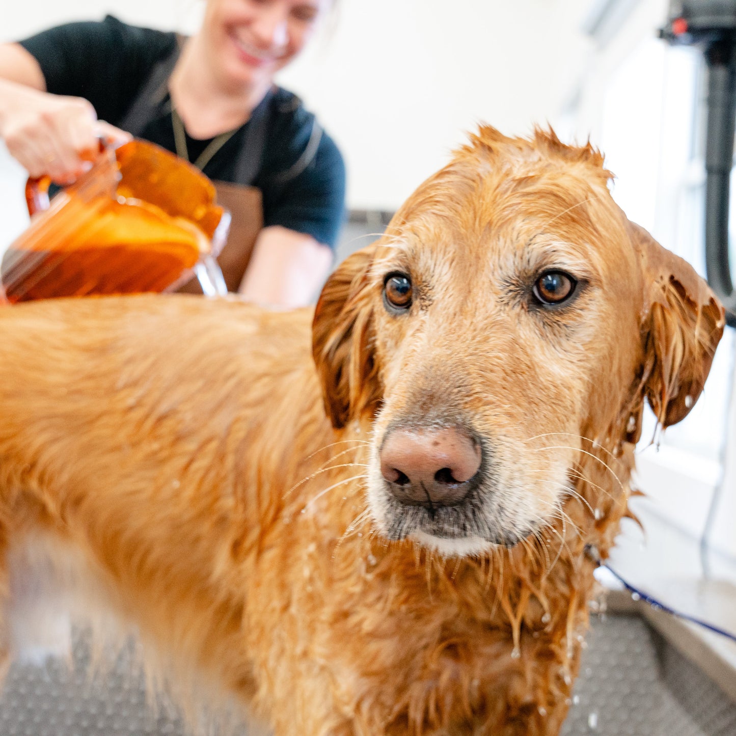 A dog being washed by a person using a shower hose in a commercial dog wash facility.