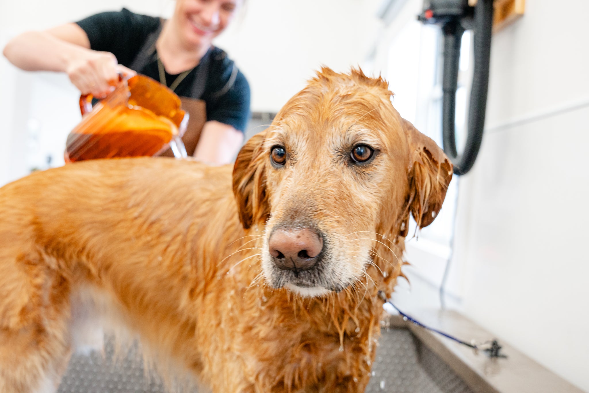 Dog Grooming Services in Cypress TX | Pet Evolution