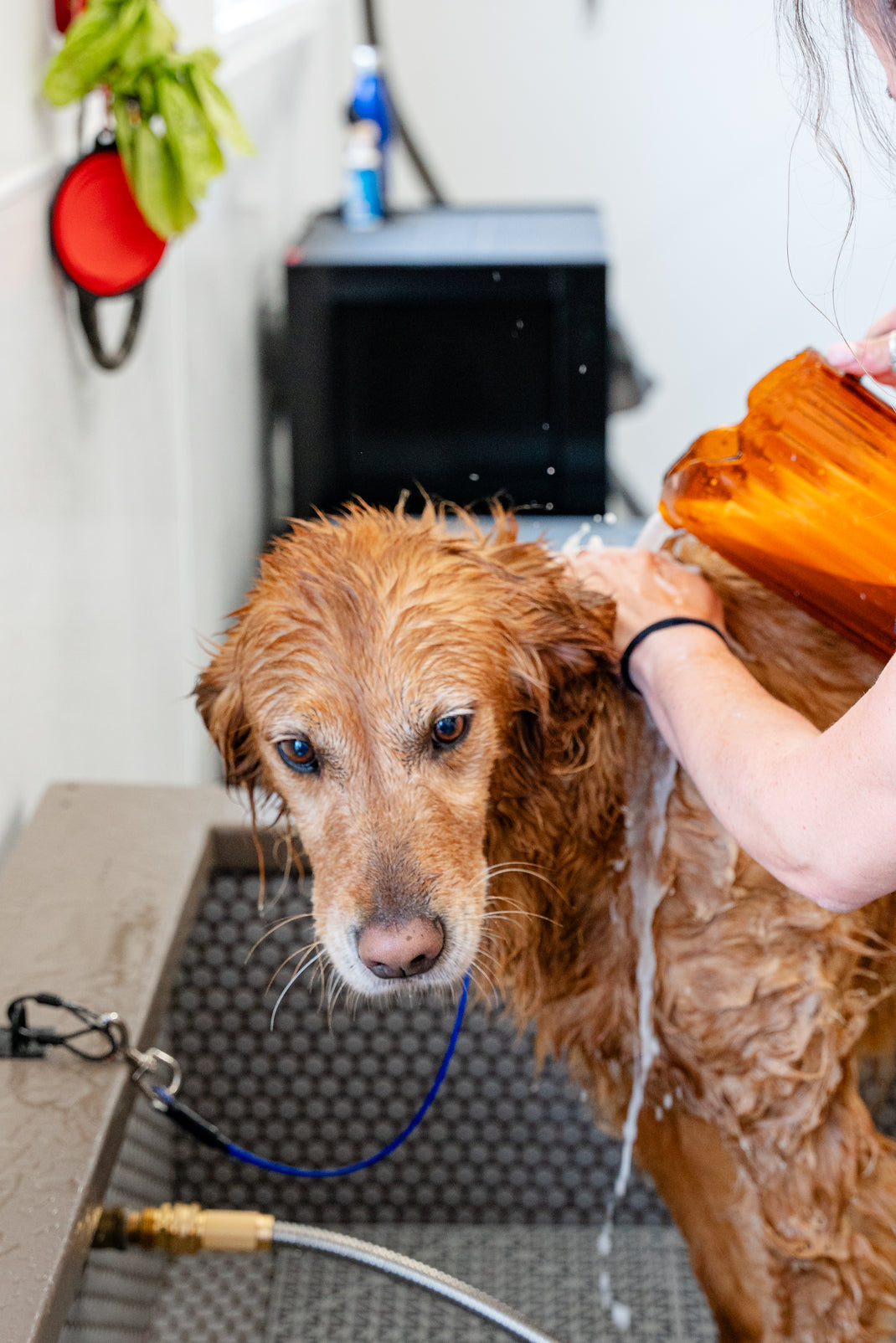 Dog Grooming & Pet Store – The Dirty Dog Wash & Goods